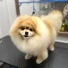 Шпіц стрижка