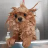 Baño+Uñas (Perros Pequeños )
