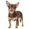 Perro Toy menos de 3 kg