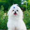 Perro Toy menos de 3 kg