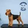 Perro Grande 25 a 40 kg
