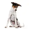 Perro Mediano 10 a 25 kg