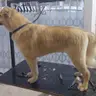 Baño, Corte y Estilizado (Perros Grandes)
