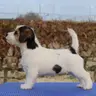 Perro Toy menos de 3 kg