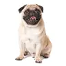 Perro Pequeño 3 a 10 kg
