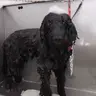 Baño+Uñas (Perros Grandes)