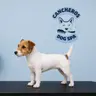 Perro Pequeño 3 a 10 kg