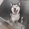 Baño + Uñas (Muy Grande )