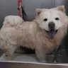Baño+uñas (Perros medianas)