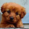 Paquete Cachorro (3 Visitas)