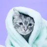 Baño y Cepillado (Gatos)