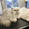 Grooming Completo para Gatos