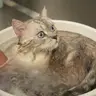 Кот 2 часа