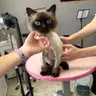 Кот стрижка 45минут