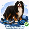Експрес-линька (Собаки довгошерсті 40 - 45 кг)