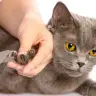 Corte de Uñas para Gatos