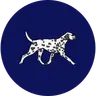Tonte - Chien petit