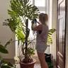 Monstera Potting