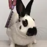 Cepillado y corte de estilo completo: Conejos