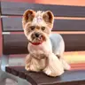 Baño, Corte y Estilizado (Perros Toy )