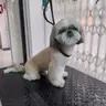 Baño, Corte y Estilizado (Perros Pequeñas )