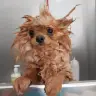 Baño+Uñas (Perros Toy )