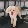 Corte y Estilizado Completo (Maltipoo / Caniche Toy Mix)