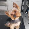 Corte y Estilizado Completo (Yorkshire Terrier )
