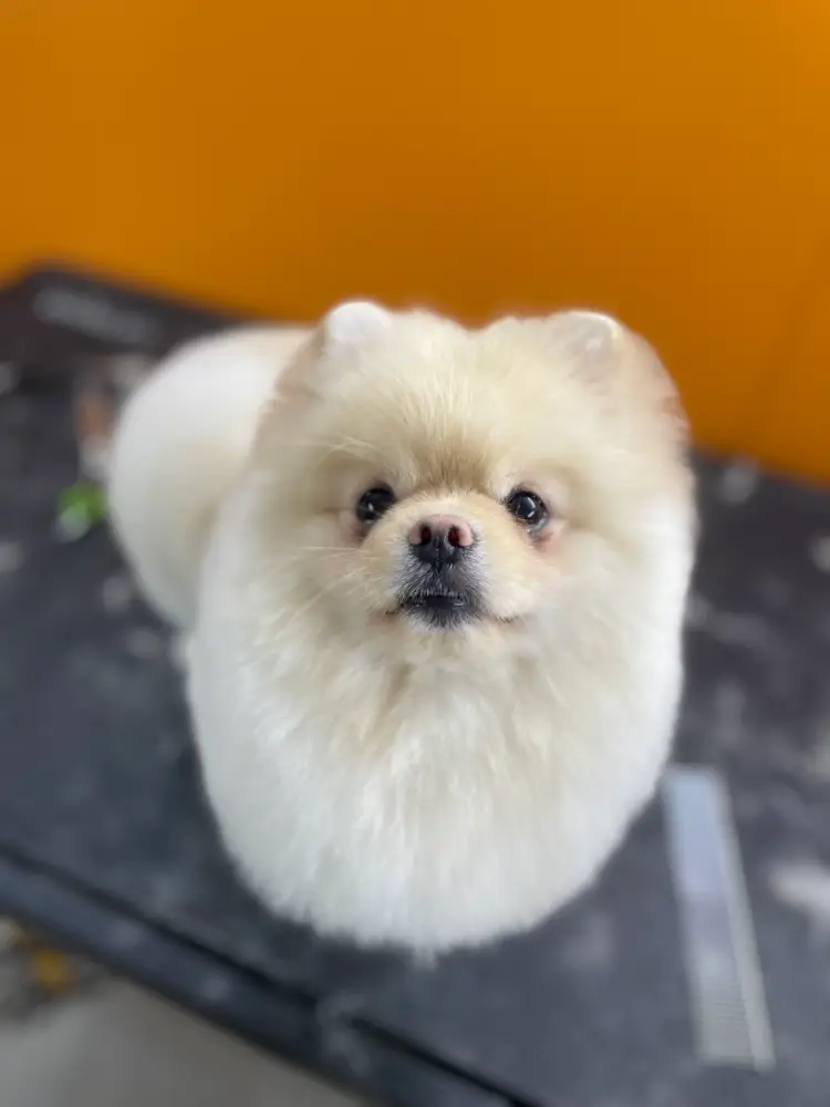 MAPACHE Peluquería Mascotas photo 1