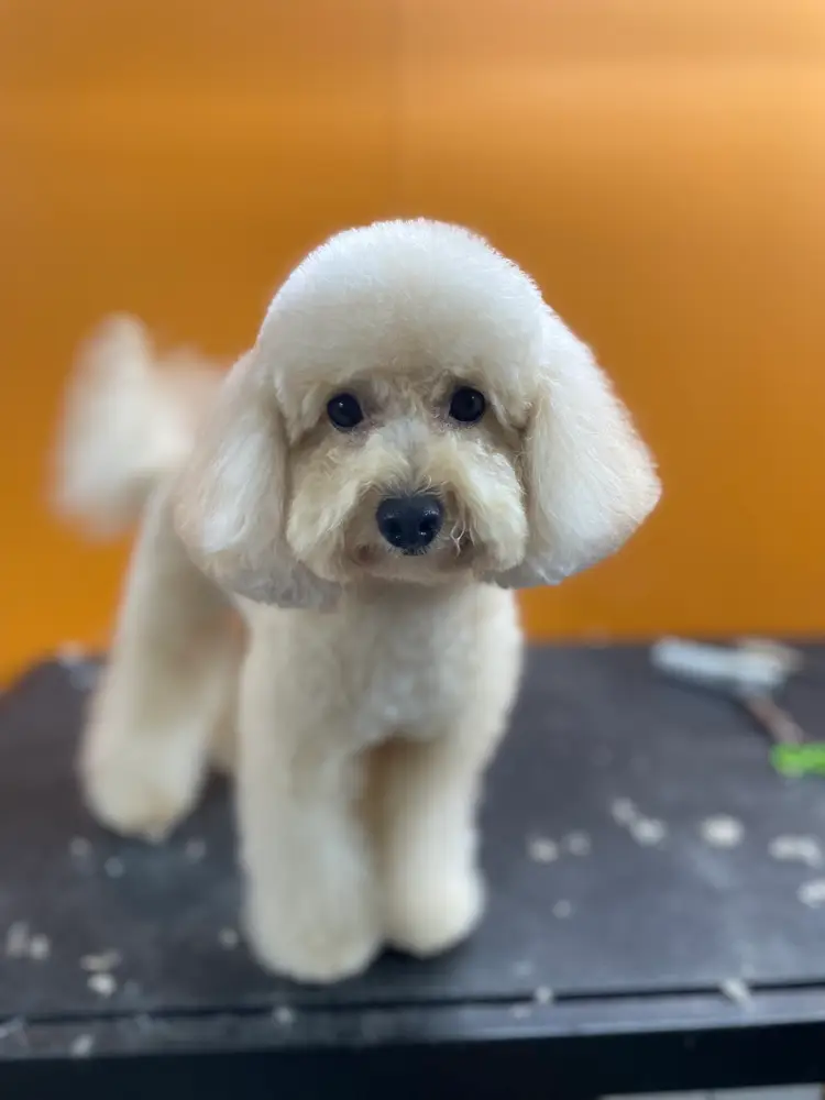MAPACHE Peluquería Mascotas photo 2