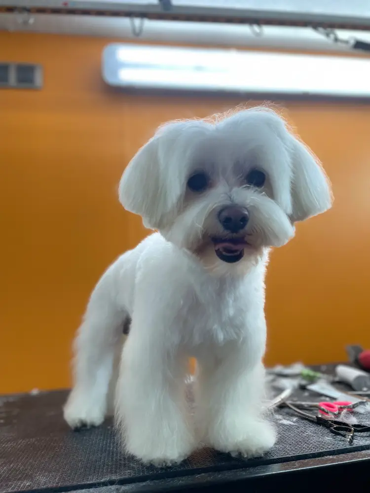 MAPACHE Peluquería Mascotas photo 5