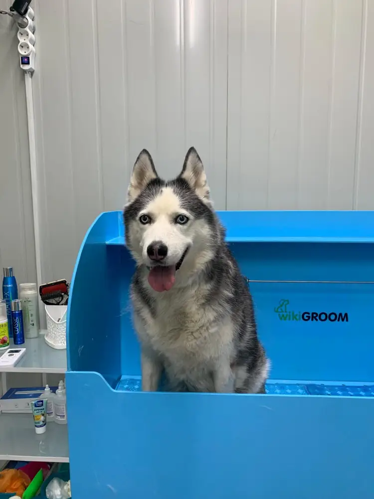 ABC Pets Казахфильм photo 1