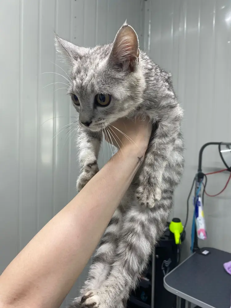 ABC Pets Казахфильм photo 2