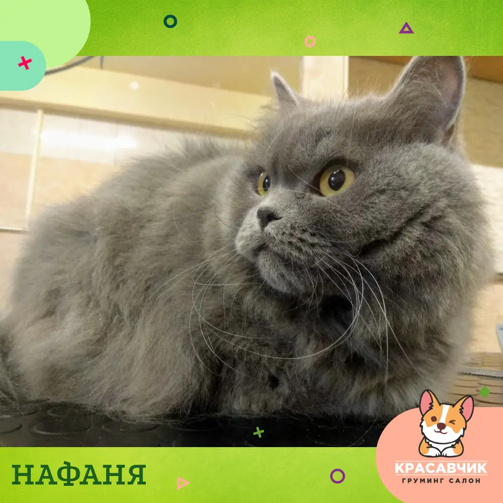Красунчик photo 14