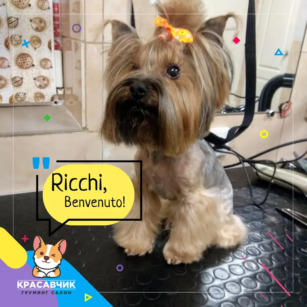 Красунчик photo 17