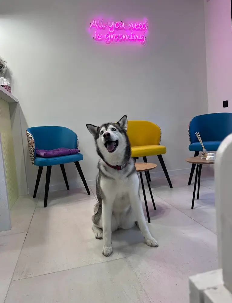 Petstory photo 4