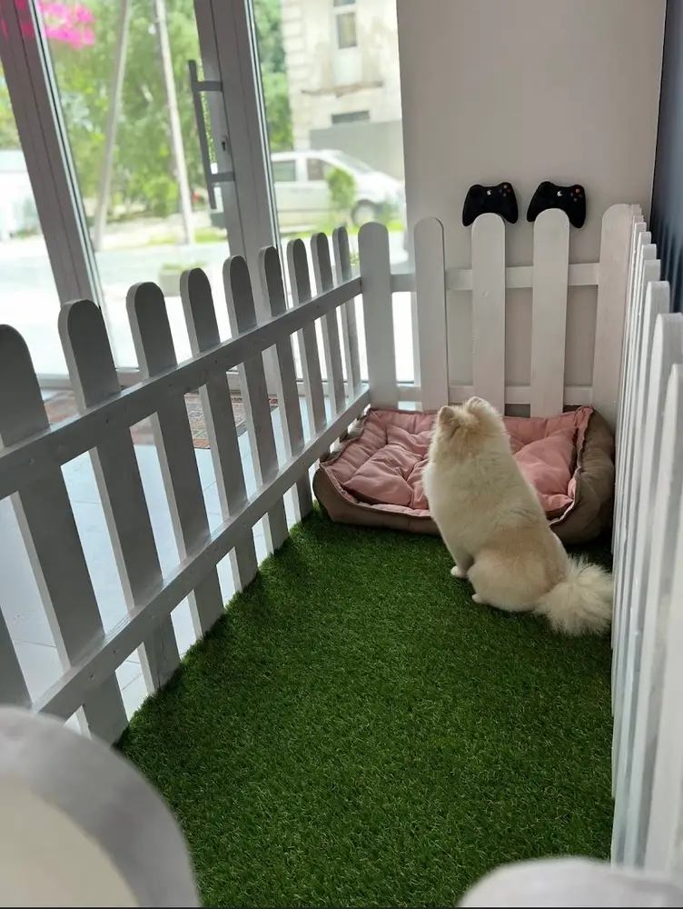 Petstory photo 11