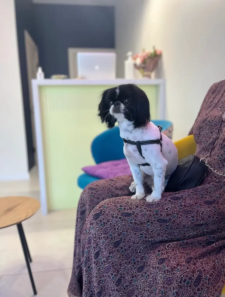 Petstory photo 8