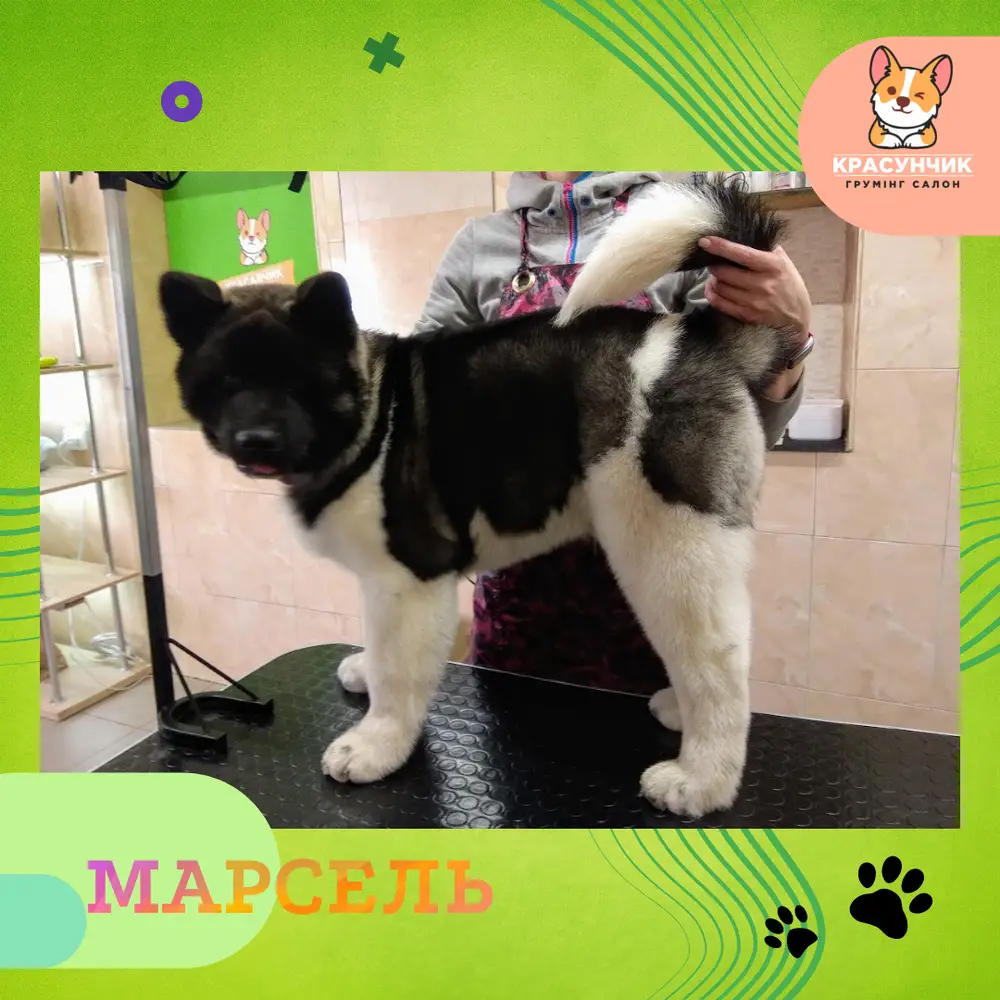 Красунчик photo 33
