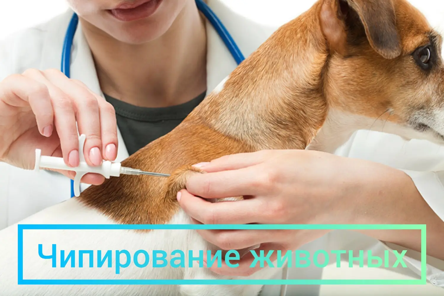 Лессі (Оболонський р-н) photo 11