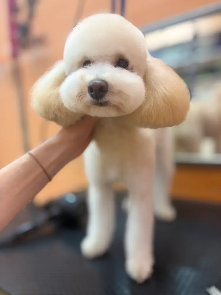 Студія грумінгу «Котопес» photo 11