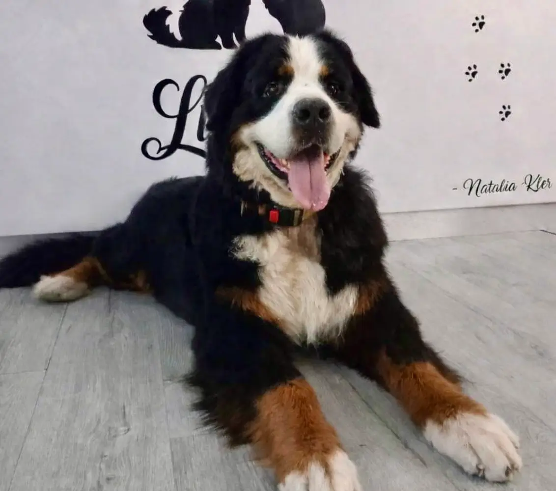 Lulitas - Peluquería Canina y Felina photo 1