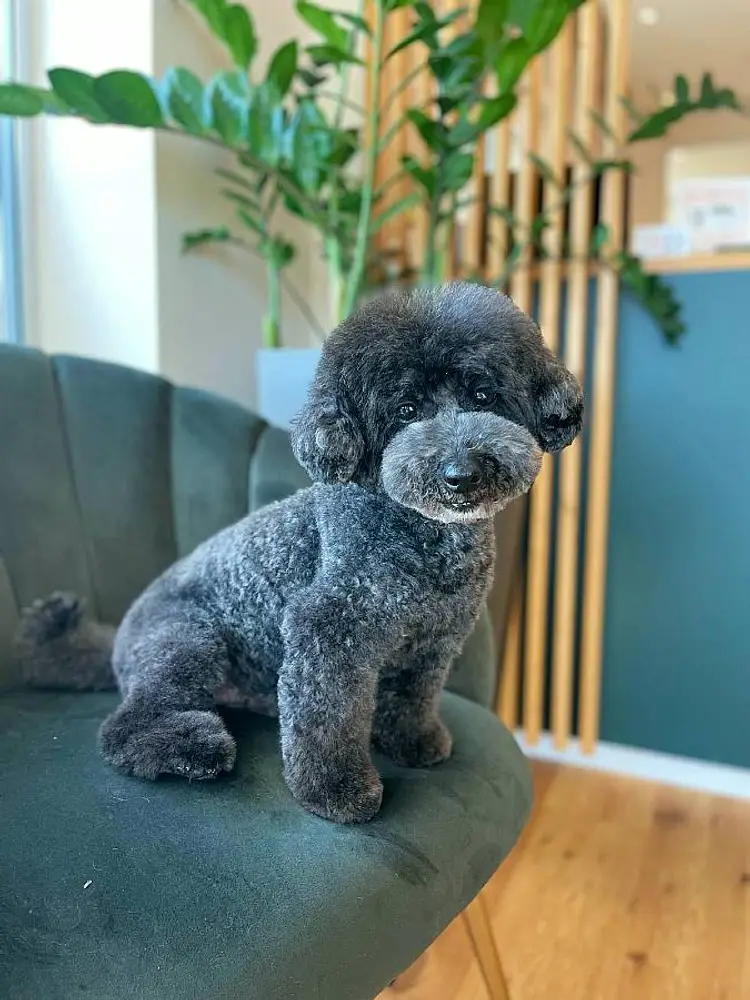 Grooming-Atelier, Viktoriia photo 9