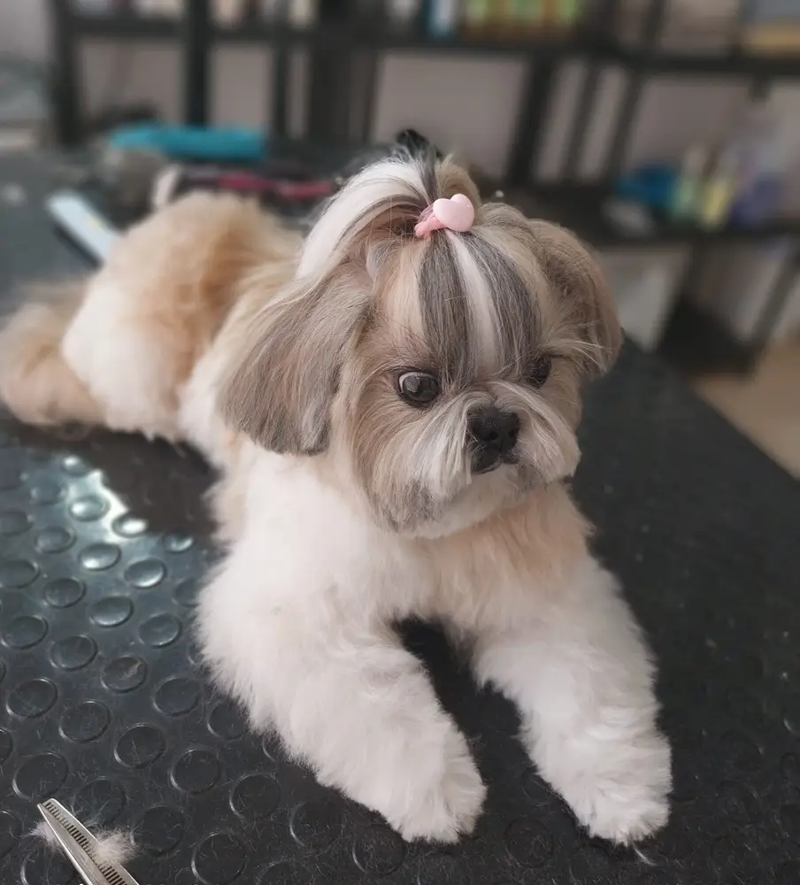 Lulitas - Peluquería Canina y Felina photo 3