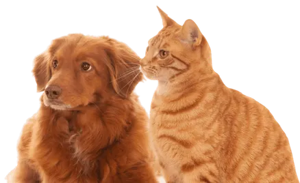 Домашние животные