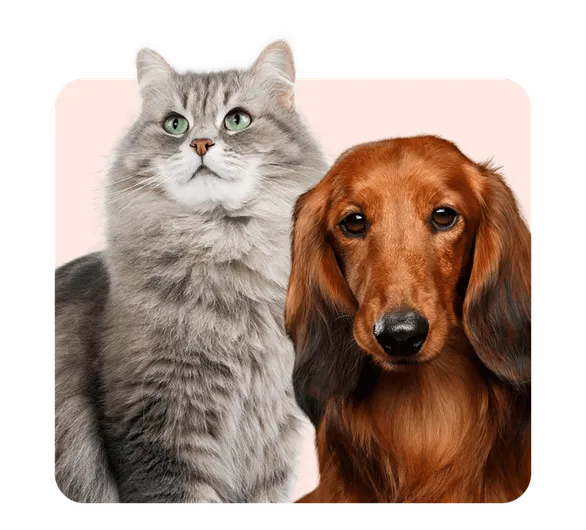 Программа для ветеринарной аптеки Ветеринарная аптека